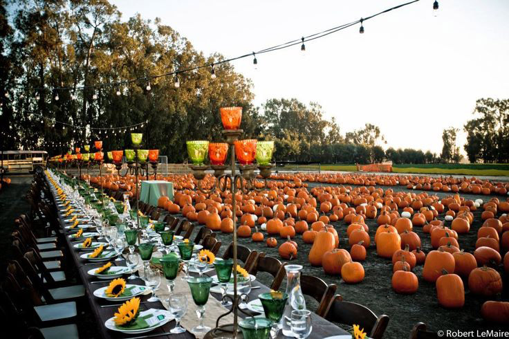 Totally-Local-Pumpkin-Patch