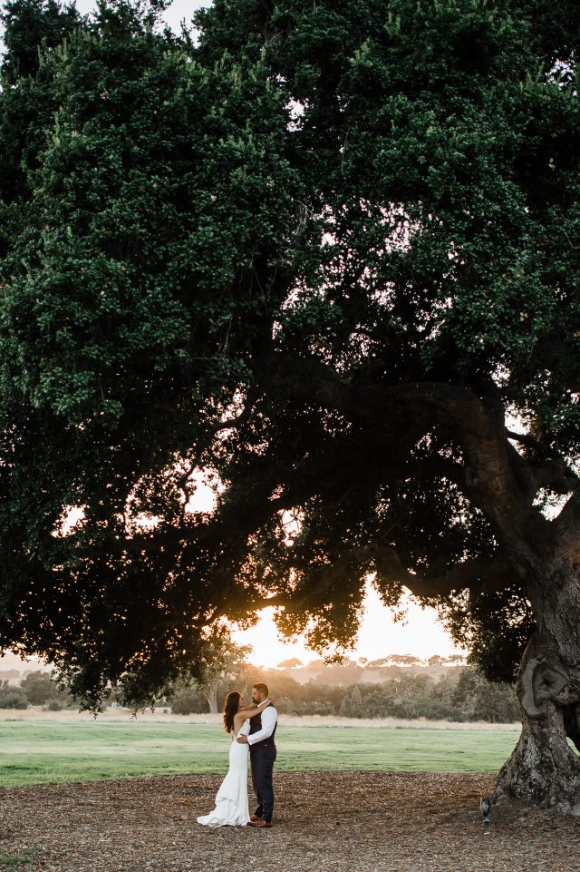 Crossroads Tree